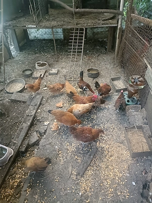 De vânzare găinușe și cocoșei pitici,80 perechea crescute bio.