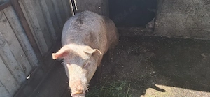 vând porcii de carne 200 kg 