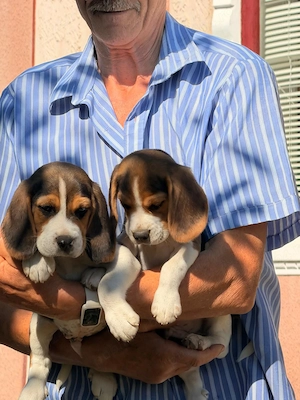 Cățel beagle tricolor - imagine 2