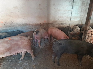 vând porci de casă diferite mărimi 