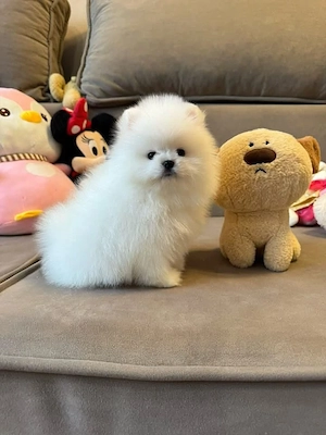 Asigur transport !!! Vand pui Pomeranian mascul superb !!! - imagine 3