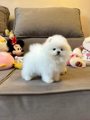 Asigur transport !!! Vand pui Pomeranian mascul superb !!! - imagine 2