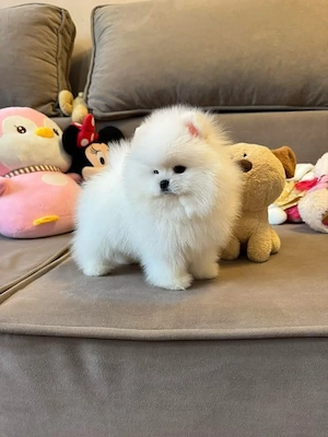 Asigur transport !!! Vand pui Pomeranian mascul superb !!!