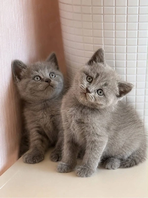 british shorthair fetita si baietel - imagine 2