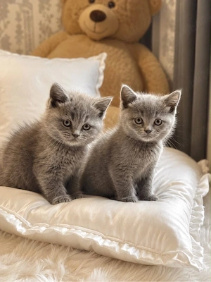 british shorthair fetita si baietel - imagine 3