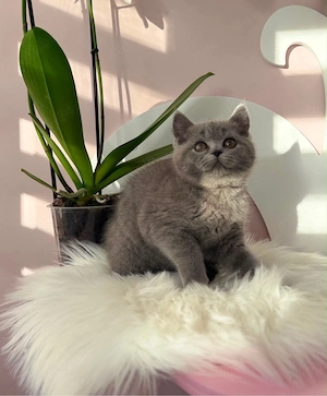 british shorthair fetita si baietel