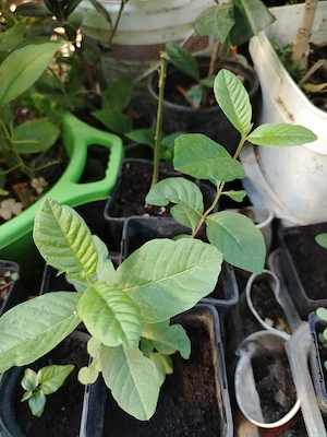 Plante exotice tropicale