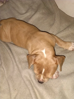 Vând american bully 