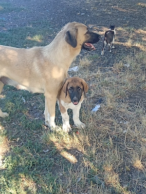 Vând cățel kangal de patru luni două vaccinuri făcute 