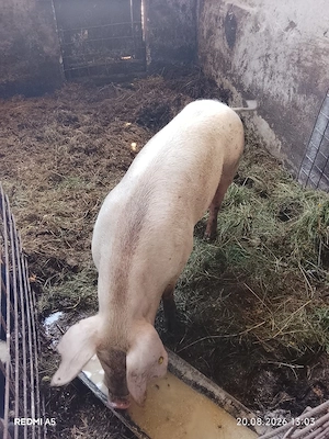 vand purcei de 10 săptămâni 