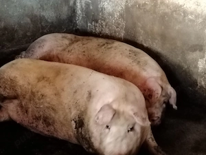 Porci mari 220-250 kg - imagine 2