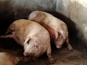 Porci mari 220-250 kg