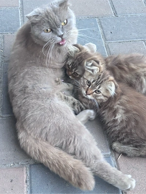 2 pisicute 
