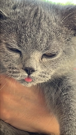 Pisoi British shorthair Blue  - imagine 5