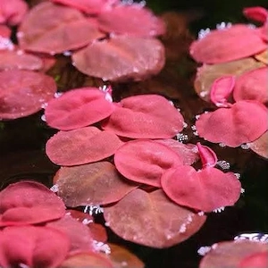 Phyllanthus fluitans   Red Root Floater (plantă plutitoare cu rădăcini roșii) - imagine 3