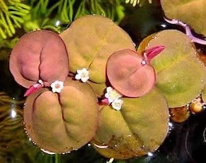 Phyllanthus fluitans   Red Root Floater (plantă plutitoare cu rădăcini roșii) - imagine 2