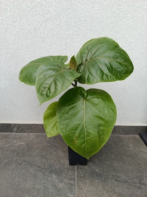 TAMARILLO   ROȘIA ARBORE   Plantă exotică de vânzare