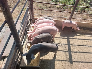 Purcei de vânzare   Găești, Dâmbovița