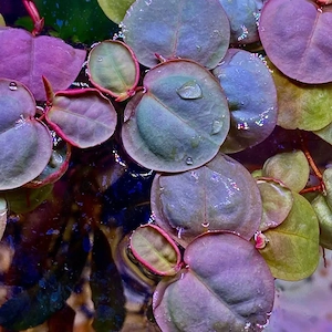 Phyllanthus fluitans   Red Root Floater (plantă plutitoare cu rădăcini roşii) - imagine 5