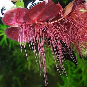 Phyllanthus fluitans   Red Root Floater (plantă plutitoare cu rădăcini roşii) - imagine 4