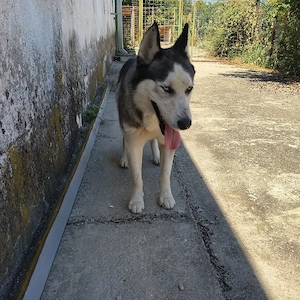 Husky Siberian donez