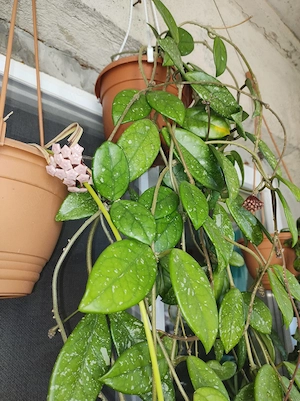 Lacrima Maicii Domnului 