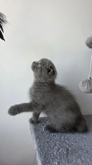 De vânzare pui Scottish Fold - imagine 4