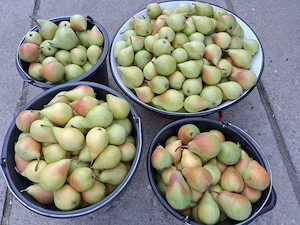 Vand pere crocante si dulci