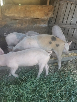 Soldanii de vânzare deparazitați de14 săptămâni