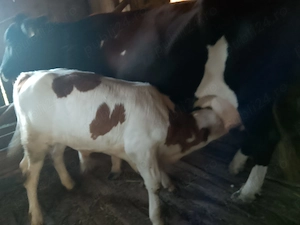 De vanzare vaca cu vitel 