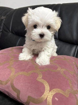 Puiuți superbi de Bichon maltez mini toy 