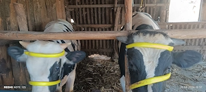 2 tauri tineri de vânzare 