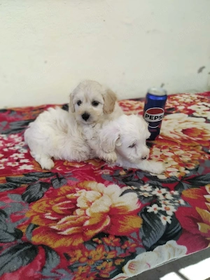 pui maltipoo