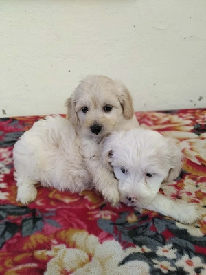 pui maltipoo - imagine 2