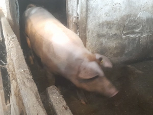 2 porci de vanzare  - imagine 2