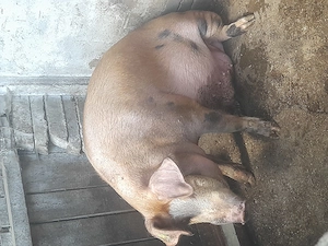 2 porci de vanzare 