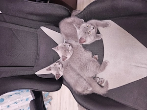 Britisch Shorthair de vânzare 