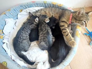 Pisicuti spre adoptie - imagine 2