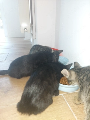 Pisicuti spre adoptie - imagine 5