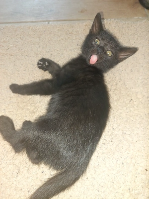 Pisicuti spre adoptie - imagine 4