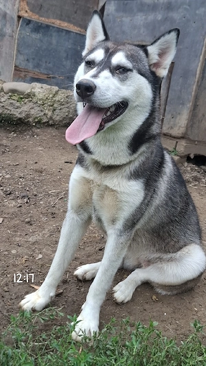 salut vănd femelă de husky siberian tanără - imagine 2
