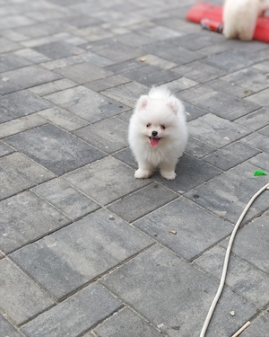 Pomeranian mini toy mascul vârsta 2 luni  - imagine 3