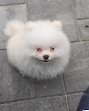 Pomeranian mini toy mascul vârsta 2 luni  - imagine 4