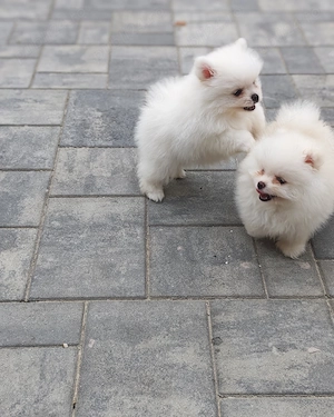 Pomeranian mini toy mascul vârsta 2 luni  - imagine 2