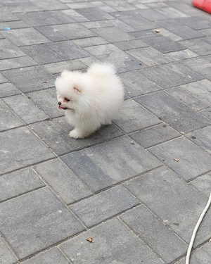 Pomeranian mini toy mascul vârsta 2 luni  - imagine 5