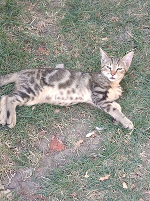 Pisici spre adopție  - imagine 3