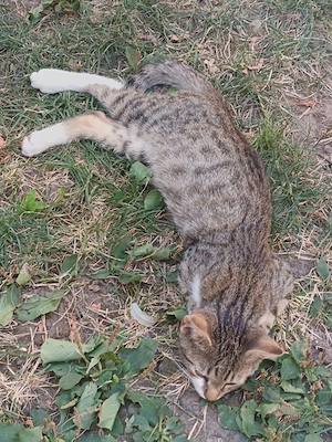 Pisici spre adopție  - imagine 2