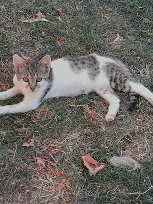 Pisici spre adopție 