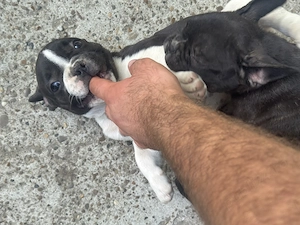 Vând pui buldog francez mascul
