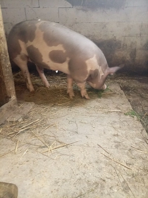 vand porci - imagine 5